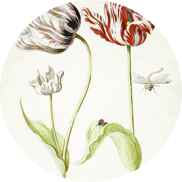 Twee tulpen met insecten, Jacob Marrel - ca. 1624