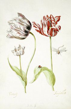 Zwei Tulpen mit Insekten, Jacob Marrel