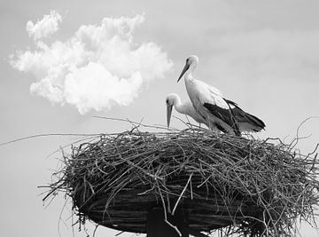 Twee ooievaars op een nest