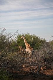 Serene Stroll by Wild Love Expedition