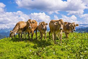 Allgäu cows van Walter G. Allgöwer