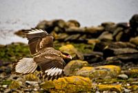 Zuidelijke kuifcaracara
