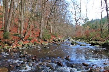 River in the woods van Roger Hagelstein