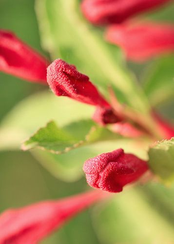 Group of red budding flowers in a green environment