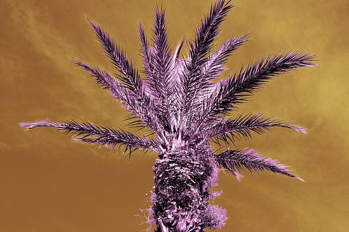 Palme violette II