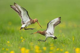Schwarzschwanzgötter kämpfen im Polder. von Jeroen Stel