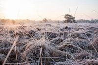 Zonsopgang Malpieheide 10