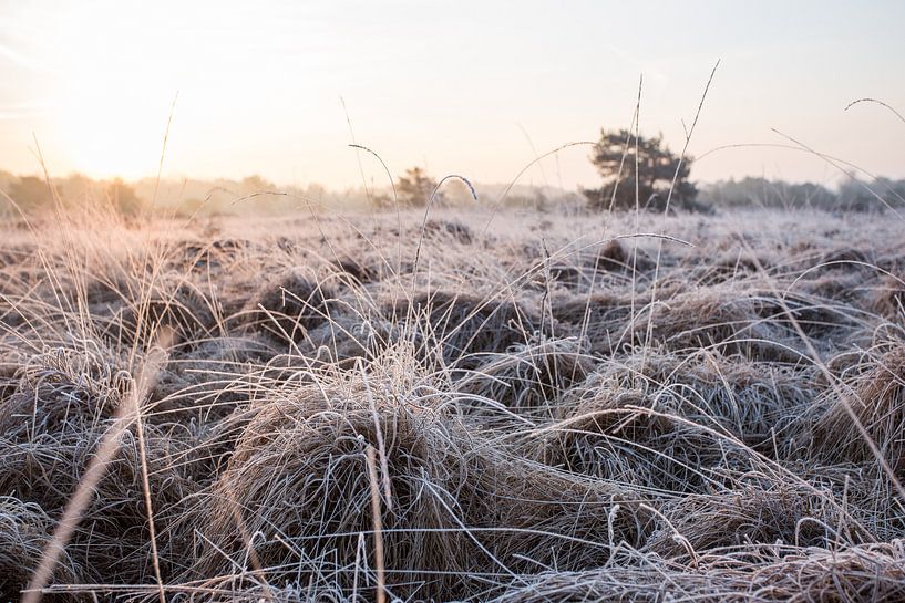 Zonsopgang Malpieheide 10 par Peter van Rooij