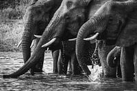 Black and white photo of drinking elephants