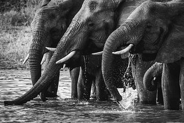 Black and white photo of drinking elephants by Simone Janssen