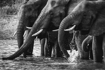 Black and white photo of drinking elephants