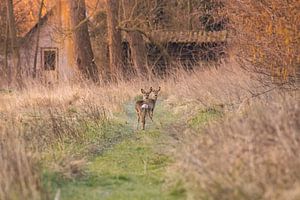 Deux chèvres chevreuils dans le soleil du matin