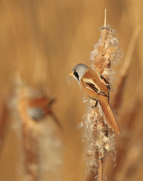 Baardman op een Lisdodde par Michel de Beer