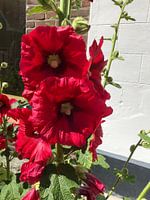 Hollyhock red