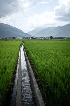 Groene rijstvelden bij Chishang in Taiwan van Mickéle Godderis