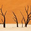 Deadvlei mit toten Bäumen, Wüstenlandschaft der Namib von Jürgen Ritterbach