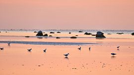 Möwen zum Sonnenuntergang bei Ebbe an der Ostsee von Martin Köbsch