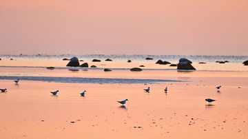 Zeemeeuwen bij zonsondergang bij eb op de Oostzee van Martin Köbsch