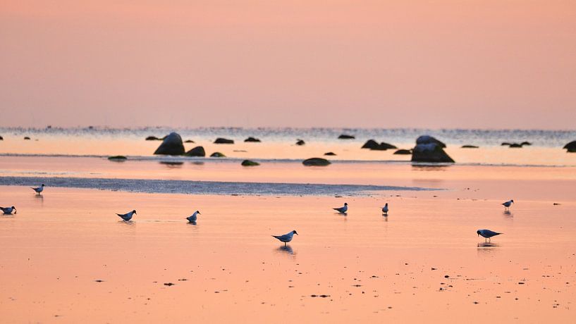 Seagulls at sunset at low tide on the Baltic Sea by Martin Köbsch