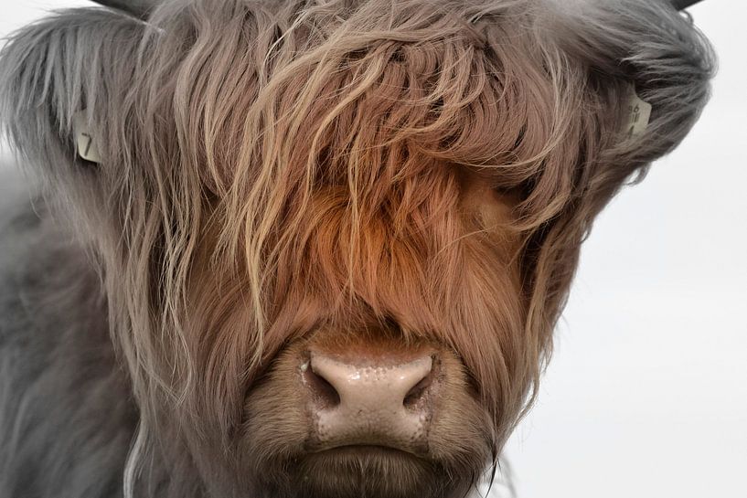 Kop kalf Schotse hooglander 2 kleurig van Sascha van Dam