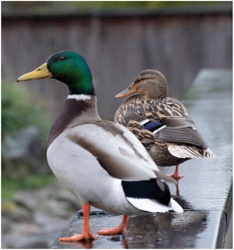 Diergaarde Blijdorp