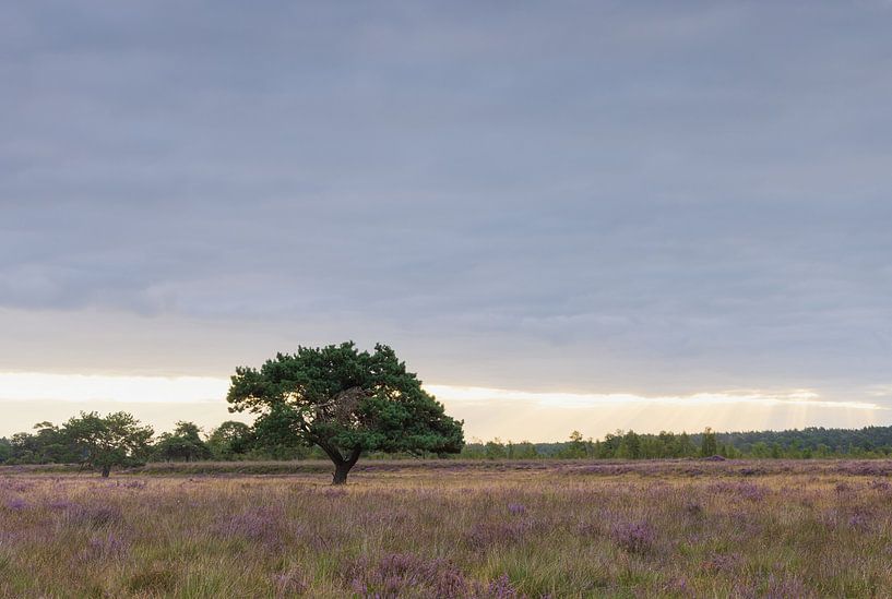 Der ikonische Baum Dwingelderveld bei Sonnenaufgang von Marcel Kerdijk