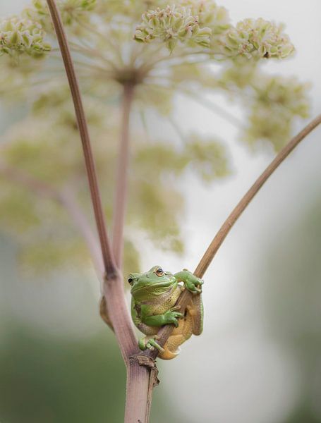 Tree frog on common hogweed by Ans Bastiaanssen