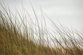 Dreaming in the dunes by Rik Verslype