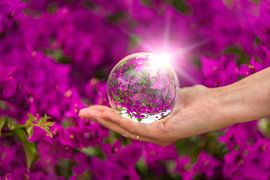 Bougainvillea by Thomas Herzog