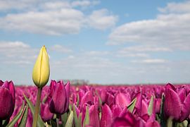 yellow tulip on the verge of hatching by W J Kok