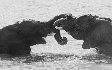 Éléphants enchevêtrés en noir et blanc (2) sur Lennart Verheuvel