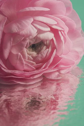 A touch of spring: a pastel-pink flower reflected in the water by Marjolijn van den Berg