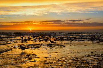 Möwen im Sonnenuntergang - Texel Paal 17