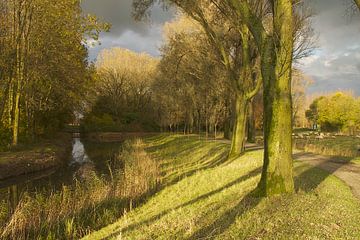 Rangées d'arbres d'automne à Biesbosch sur Ronald Dijksma