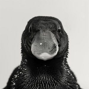 Schnabeltier