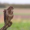 Buizerd op tak van Jan Jongejan