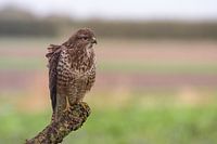 Buizerd op tak