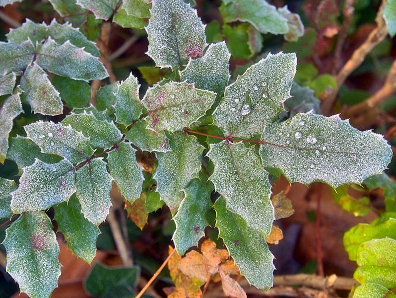 Eerste vorst van Edgar Schermaul