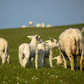 Lammetjes op de dijk van Marlin van der Veen