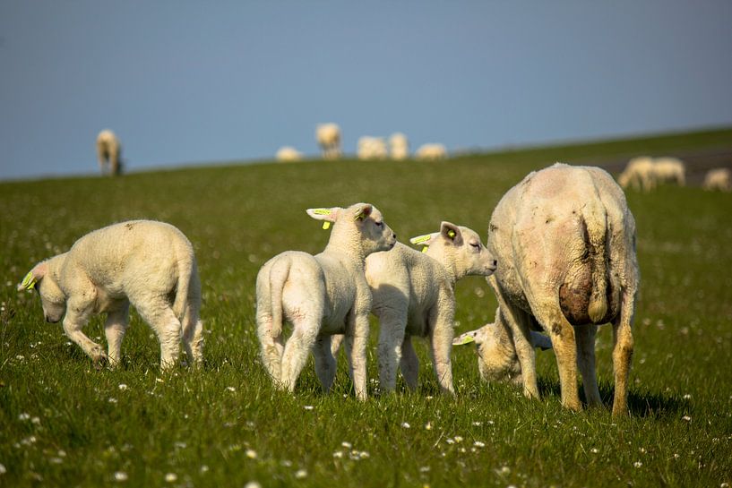 Lammetjes op de dijk van Marlin van der Veen