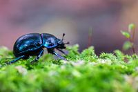 Mestkevertje aan de wandel
