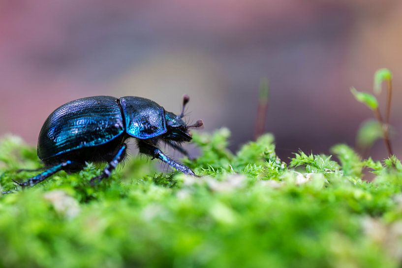 Mestkevertje aan de wandel par Kristel van de Laar