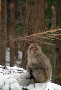 Japanse makaak in een besneeuwd bos van Lensw0rld