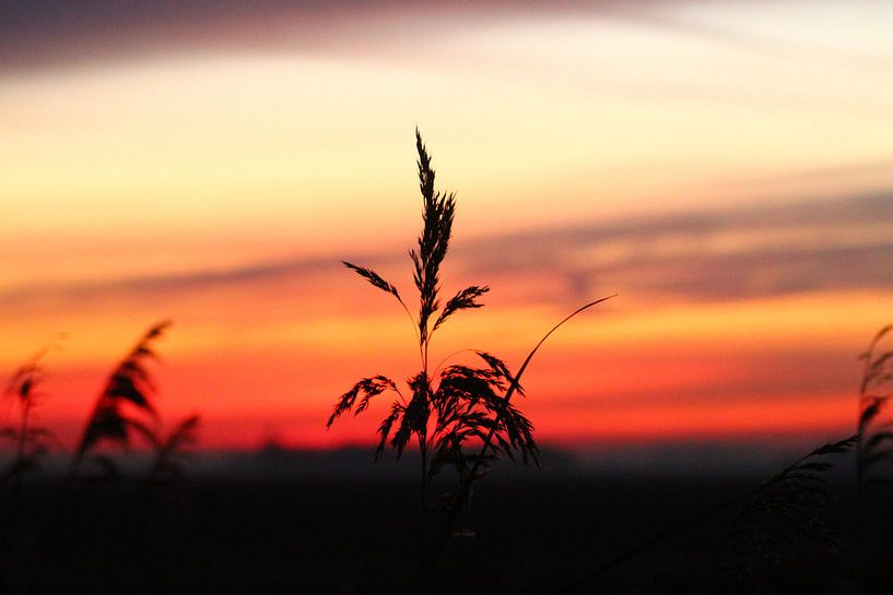 Coucher de soleil par iris doff