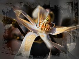 Magnolia sur Rob Boon