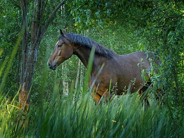 Paard omringd door groene natuur. van Albert Brunsting