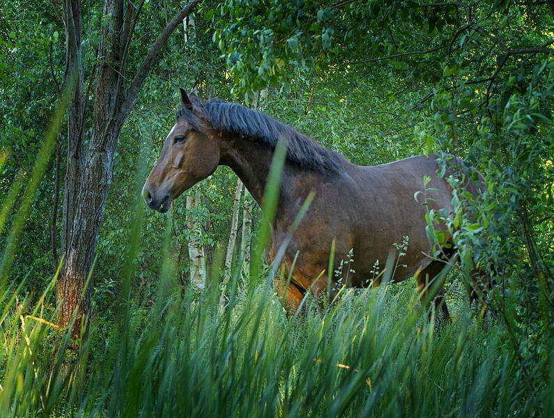 Horse surrounded by green nature. by Albert Brunsting