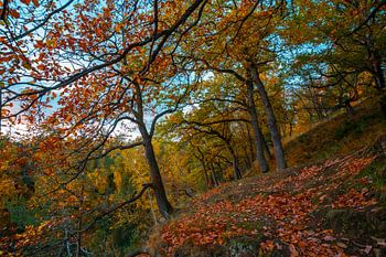 Waldlandschaft der Velpker Schweiz