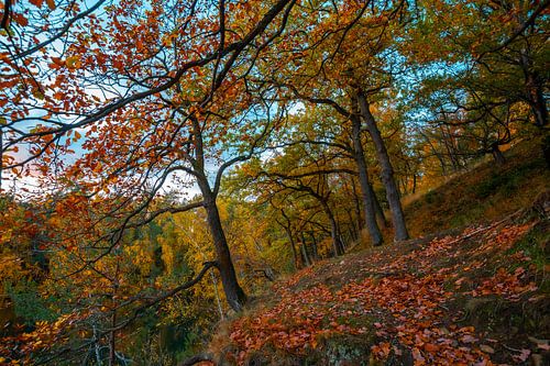 Waldlandschaft der Velpker Schweiz