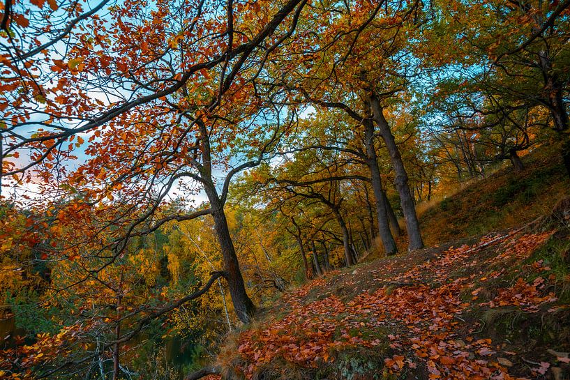 Waldlandschaft der Velpker Schweiz von Sebastian Petersen